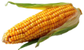 Corn3
